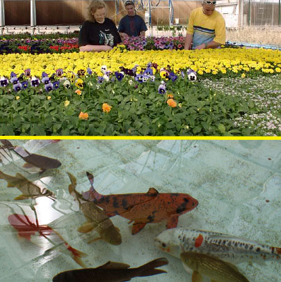 GreenHouse-Fish Hatchery Facility