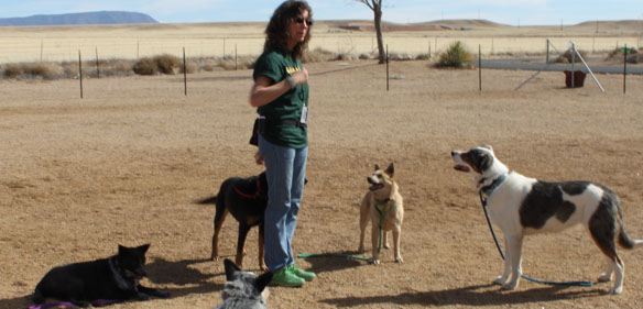 Woman training dogs in a field