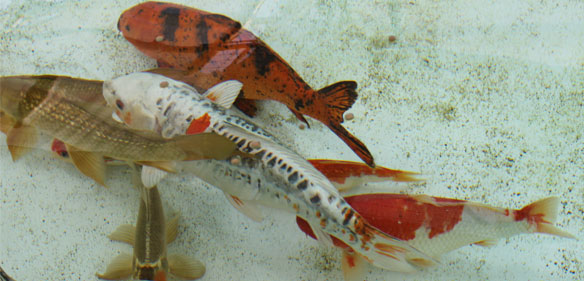 Koi fish in a shallow pool