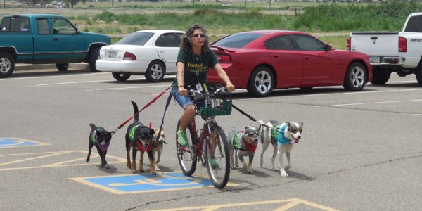 Student on bicycle leading five dogs on leashes