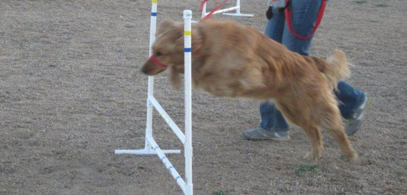 dog jumping an obstacle in a competition