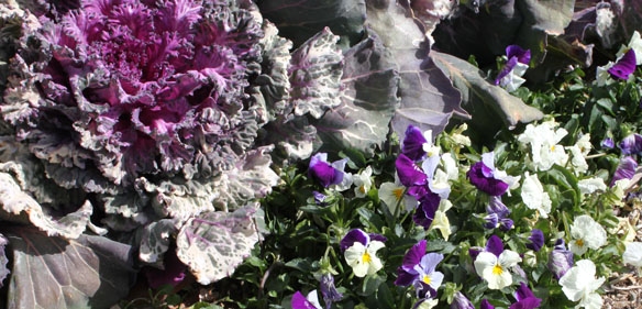 Purple leafed plants