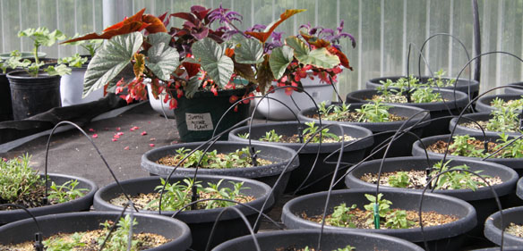 a set of potted saplings