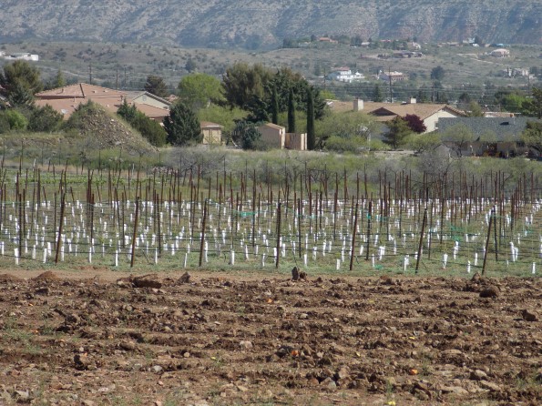 vineyards