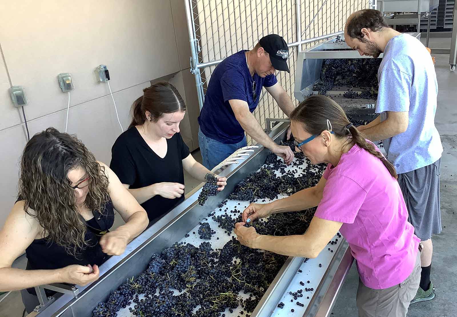 Southwest Wine Center students following the vineyard's grape harvest.