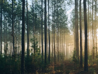 Pines